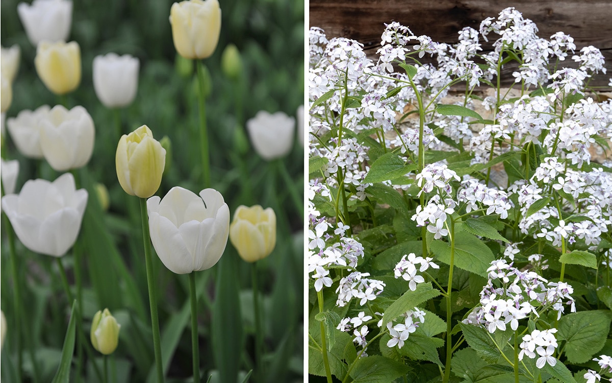The White Garden at Sissinghurst