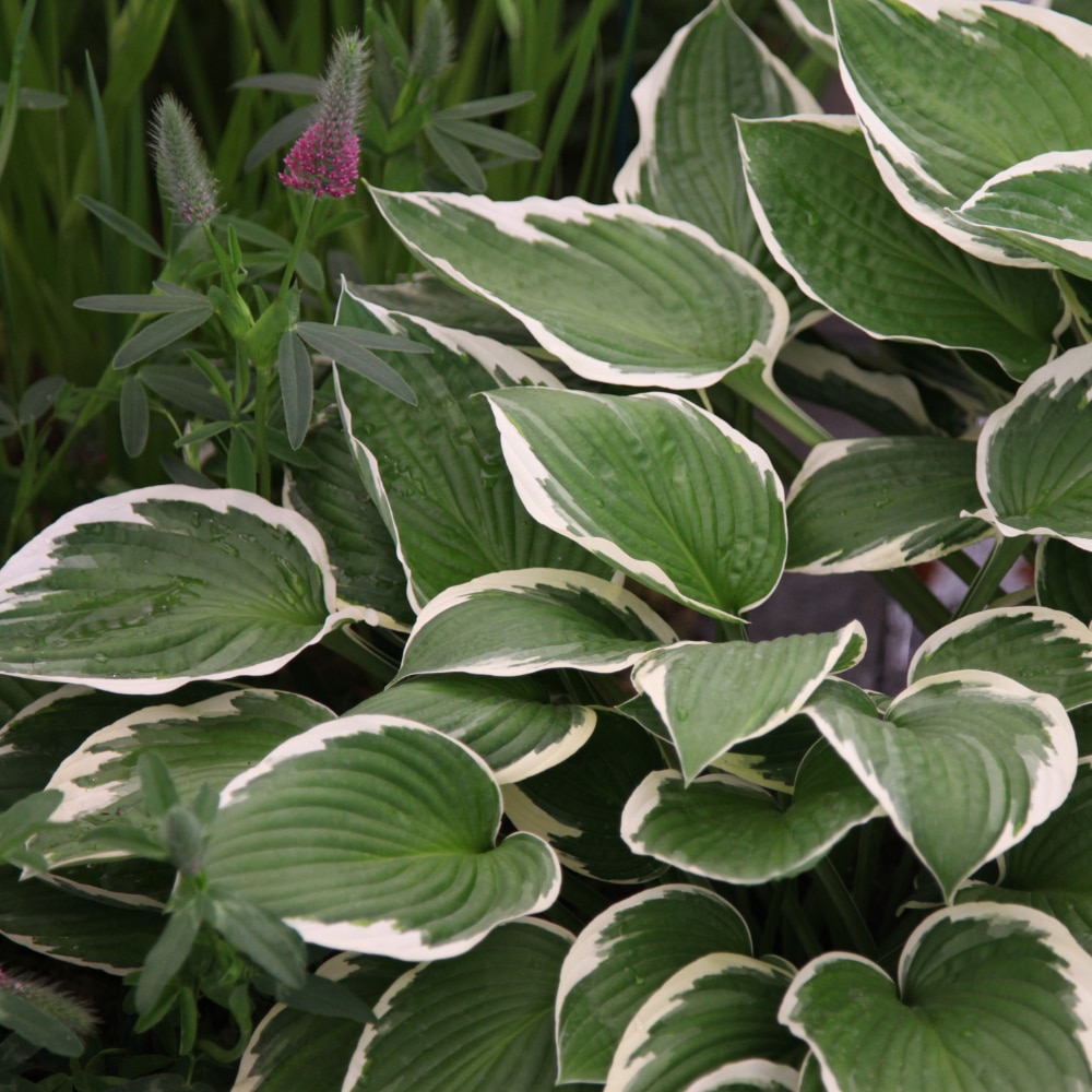 Hosta 'Francee'