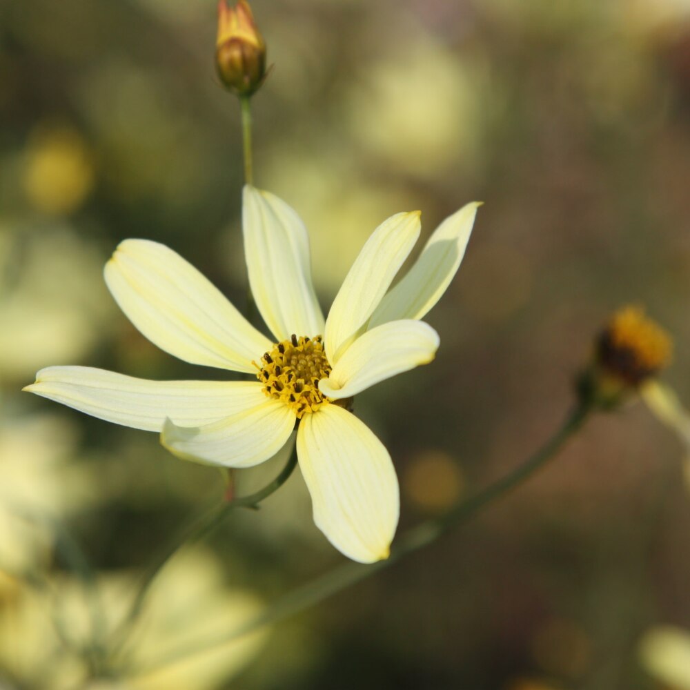 Coreopsis verticillata 'Moonbeam'