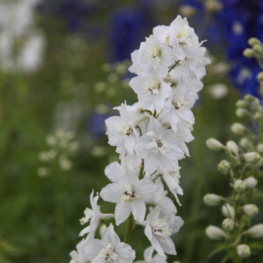 Delphinium 'Galahad'
