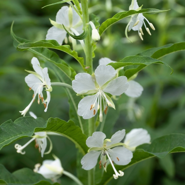 Chamaenerion angustifolium ‘Album’ 