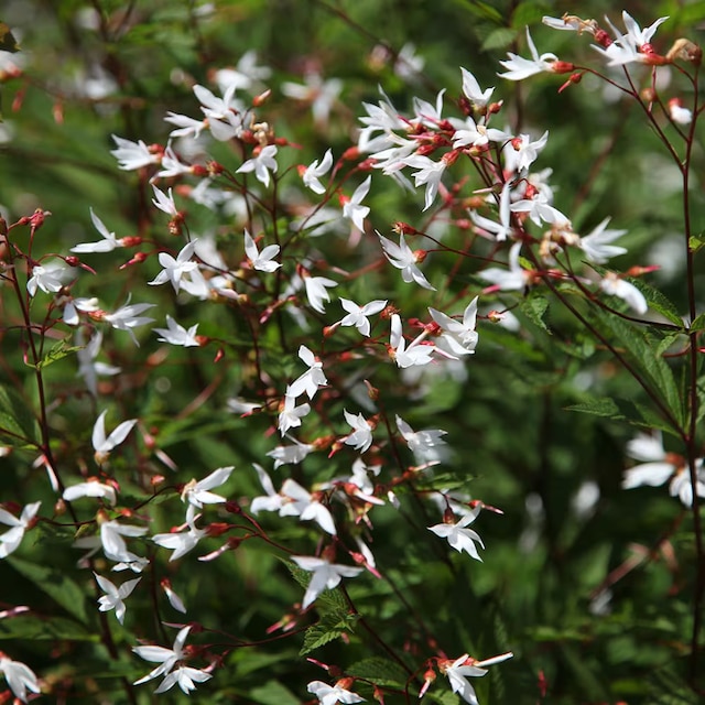Gillenia trifoliata 
