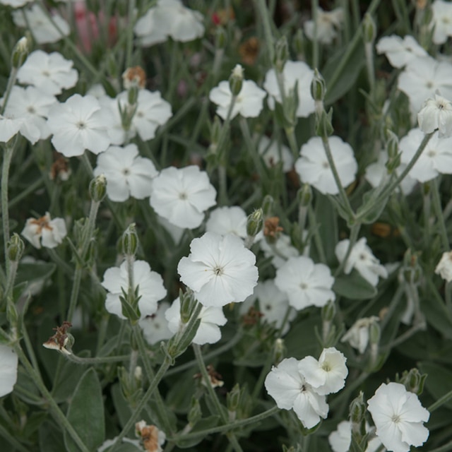 Lychnis coronaria ‘Alba’
