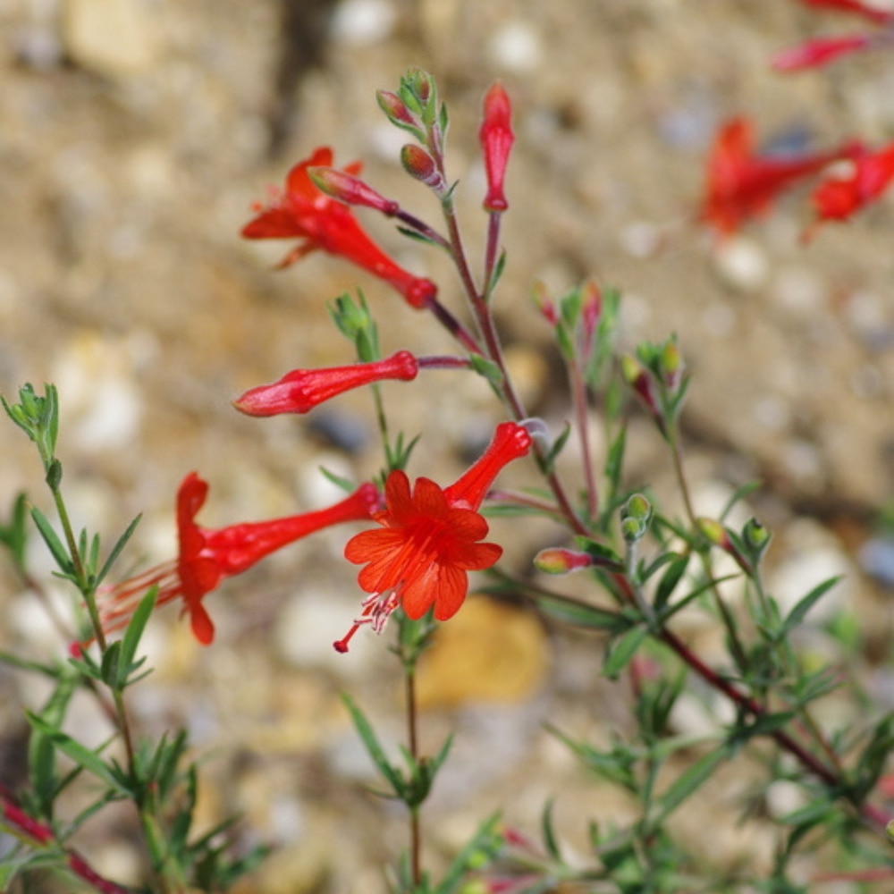 Epilobium canum 'Western Hills'