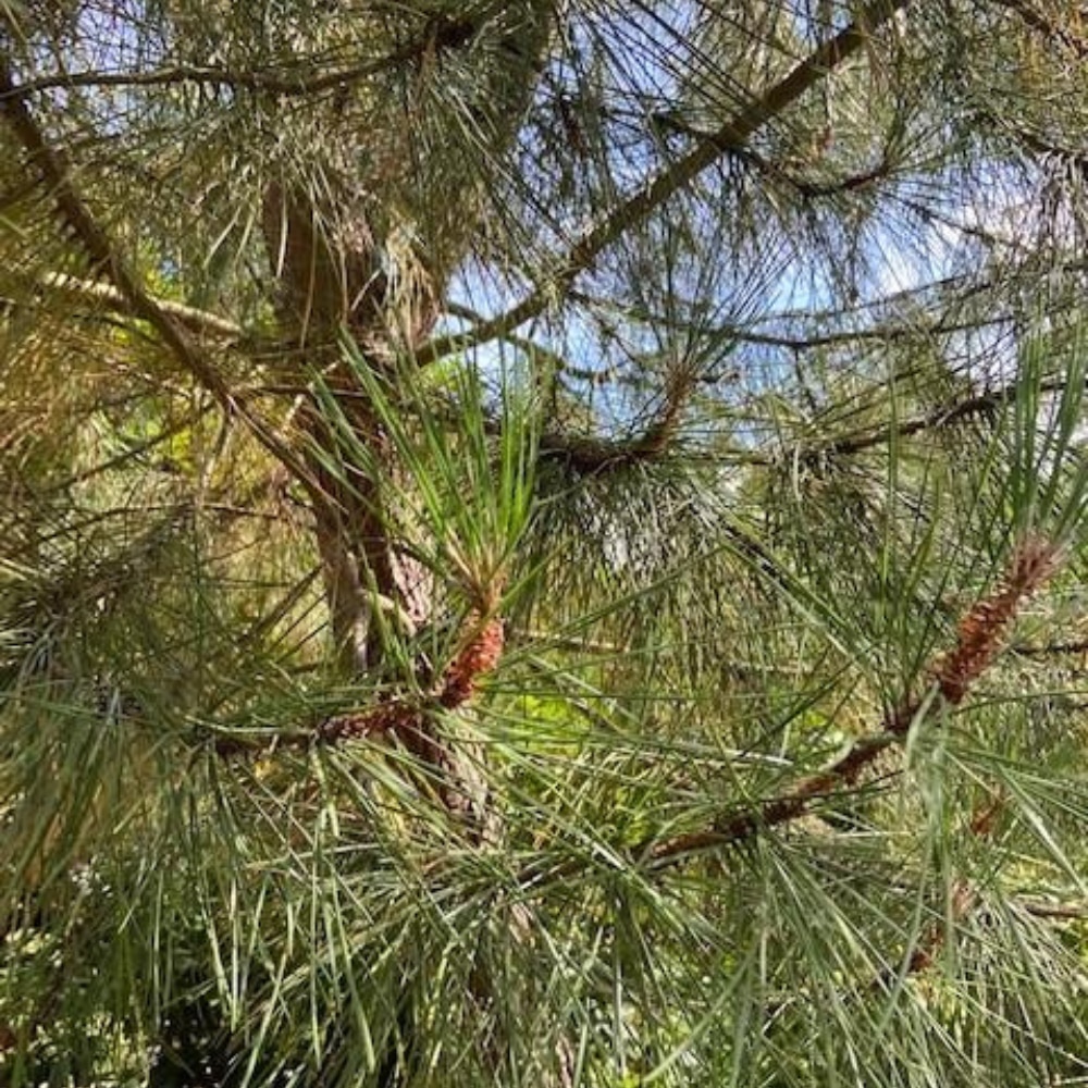 Pinus pinea