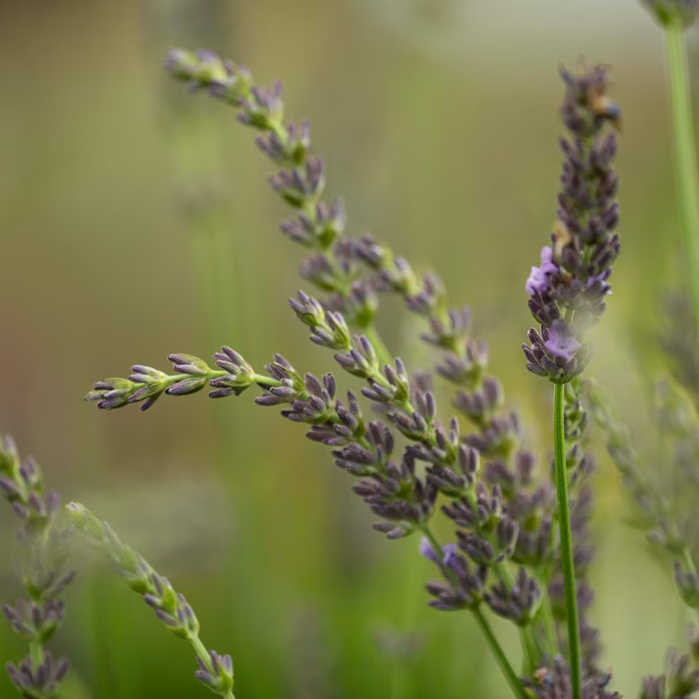 Lavandula x intermedia ‘Grosso’ 