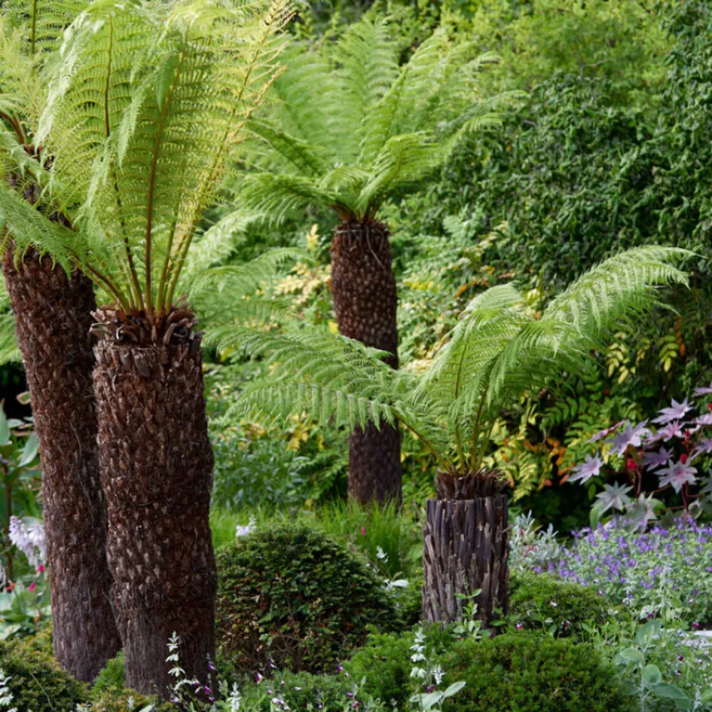  Tree Fern (Dicksonia antarctica)