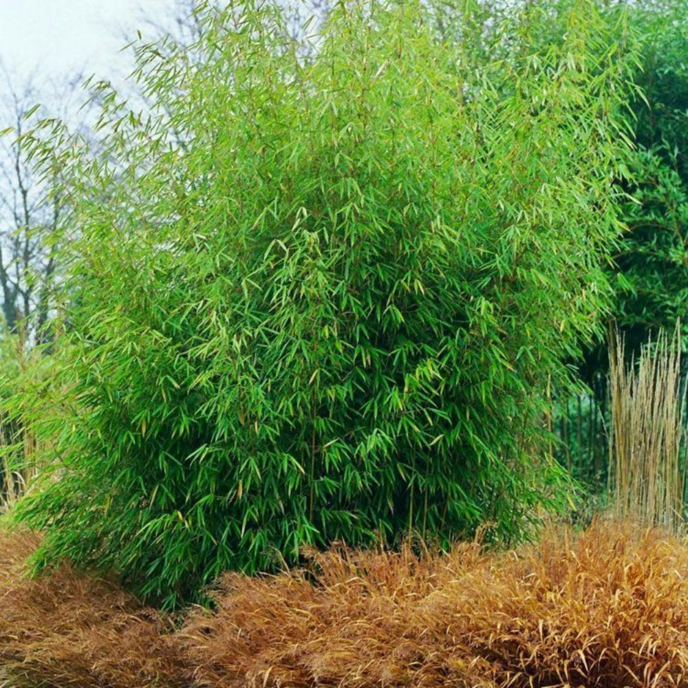 Fargesia Robusta 'Pingwu'