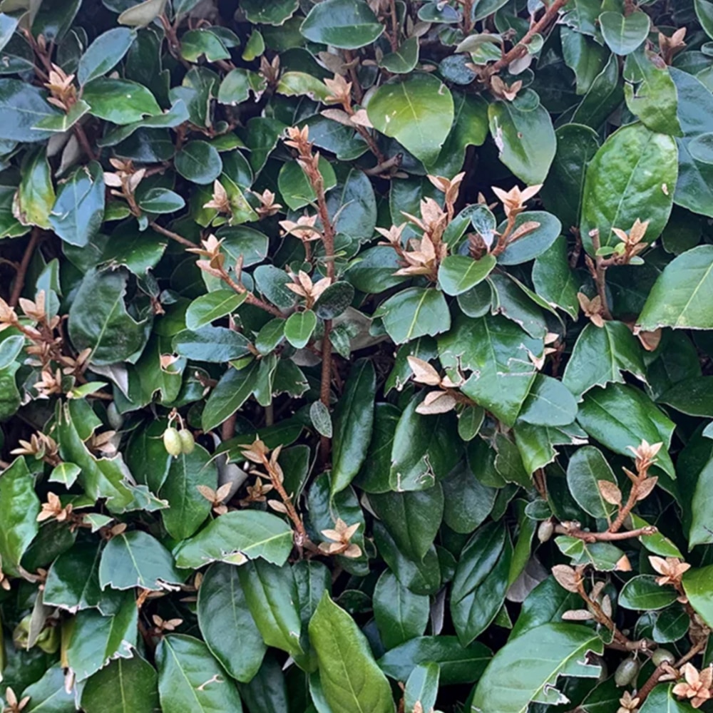 Elaeagnus × ebbingei
