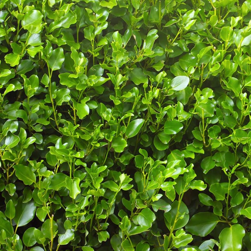 Griselinia littoralis