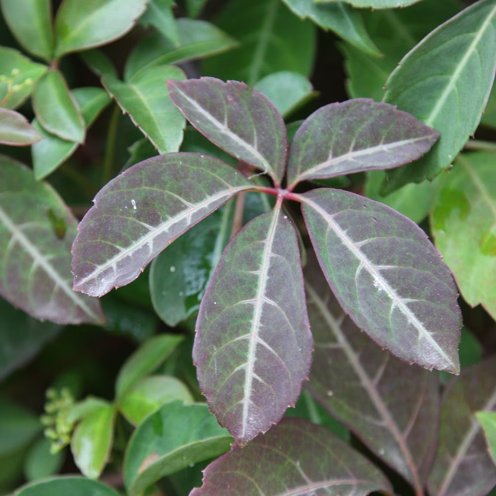 Parthenocissus henryana  