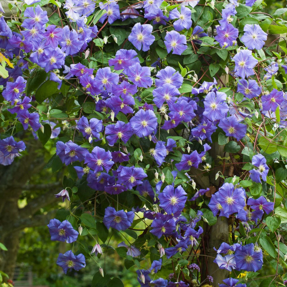 Clematis ‘Perle d’Azure’  