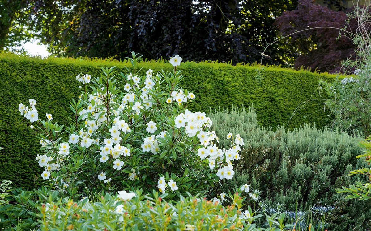 Kiftsgate Court gardens to visit the Cotswolds