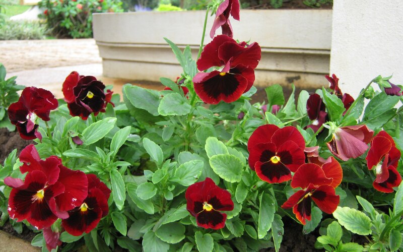 Viola cornuta 'Red Blotch'