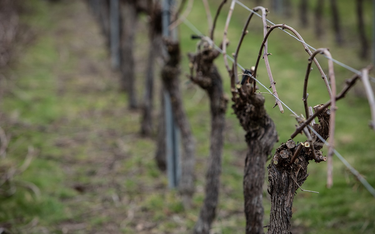 pruning and training grape vines
