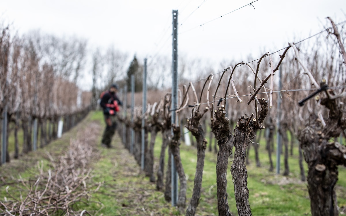 pruning and training grape vines