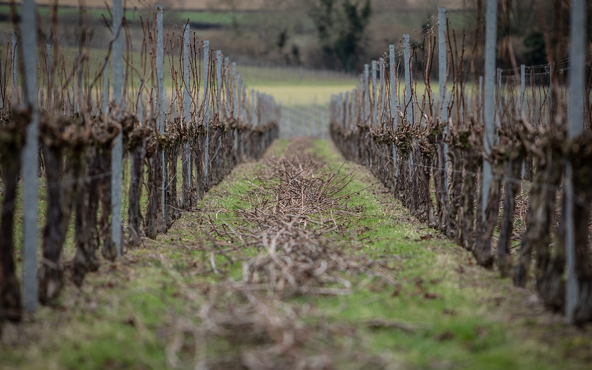 pruning grape vines