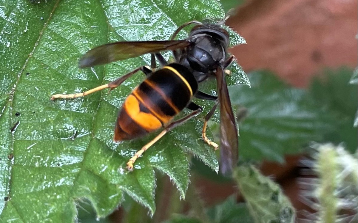 Yellow-legged or Asian hornet, Vespula velutina 